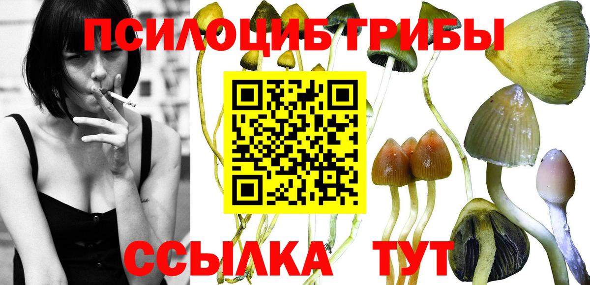 Заволжье  Псилоцибиновые грибы Cubensis  Вход с VPN 